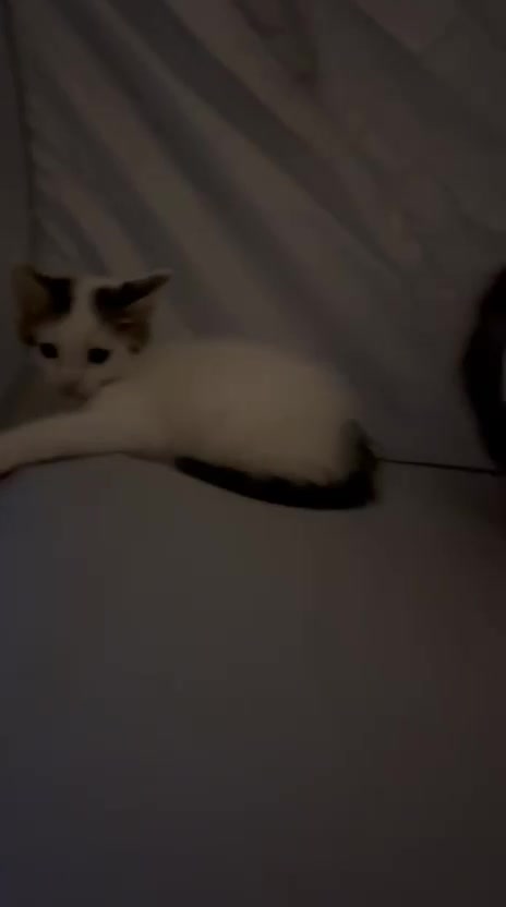 Tibetan cats for sale: Beautiful male kittens on sale - Video 4