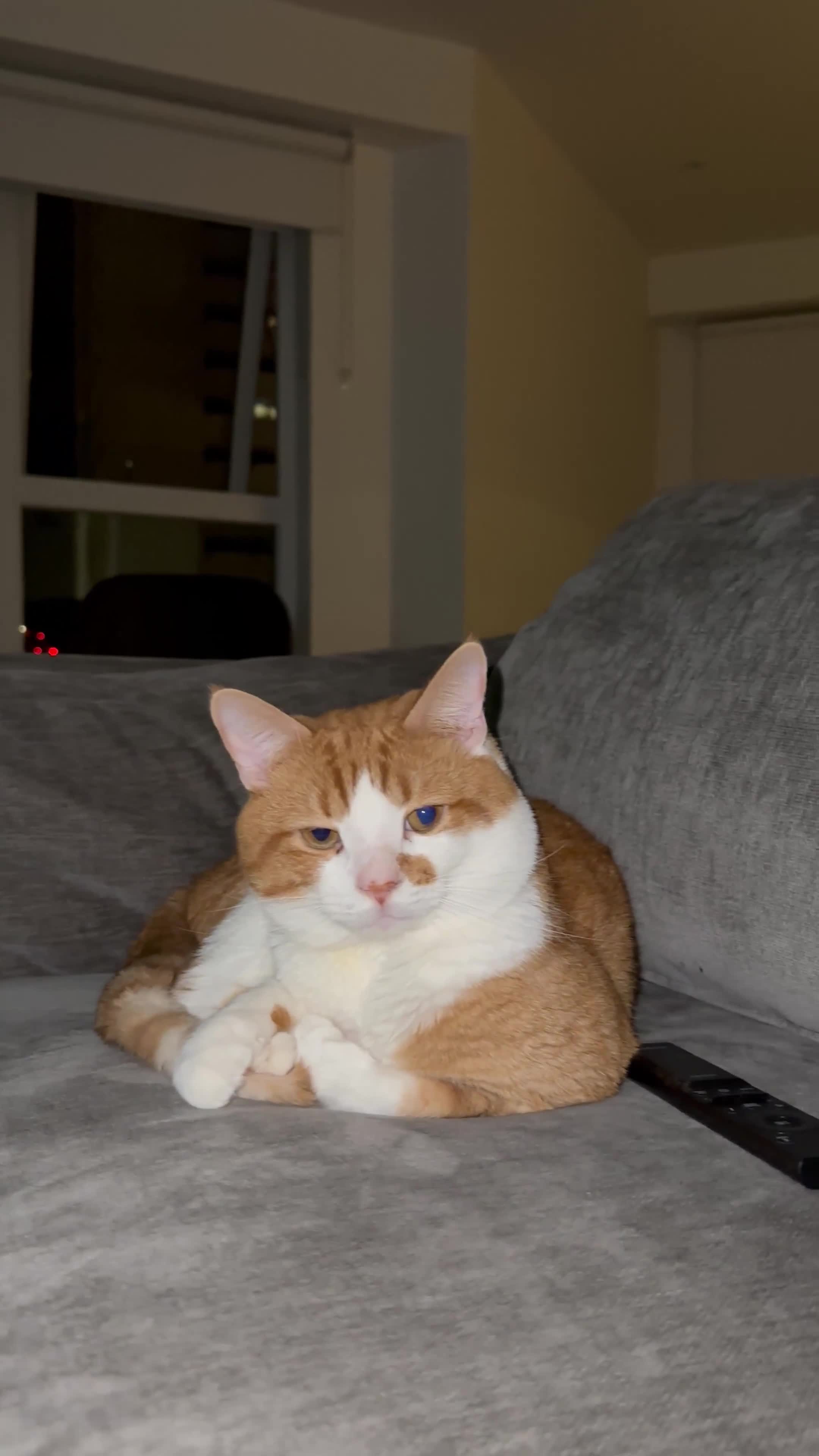 European cats for sale: Mr Ginger - Video 1
