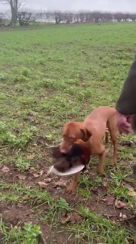 Hungarian Vizsla dogs for sale: Exceptional Pedigree Hungarian Vizsla Puppies - Video 1