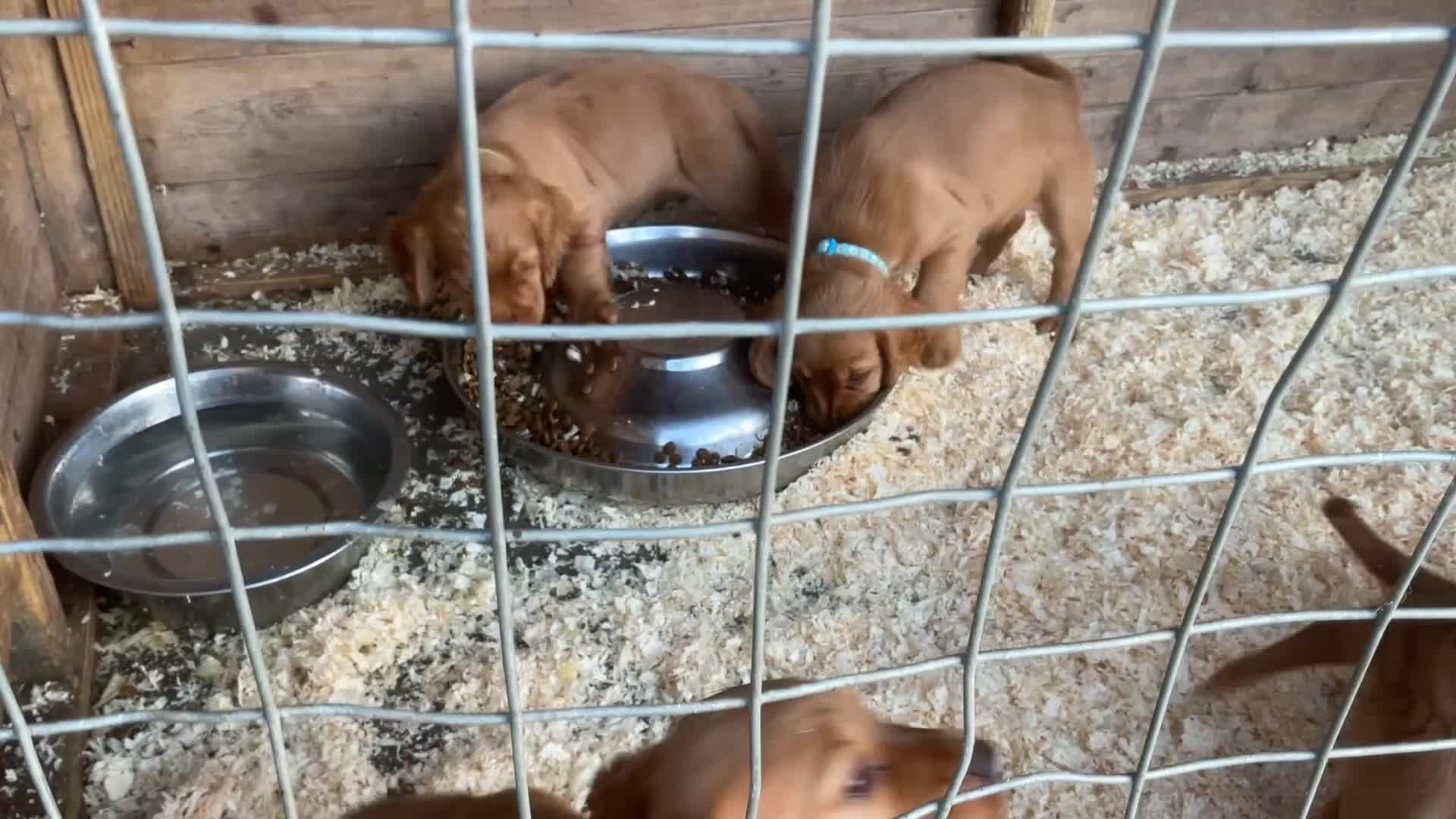 Cocker Spaniel dogs for sale: Hereditary clear working cocker spaniels - Video 2