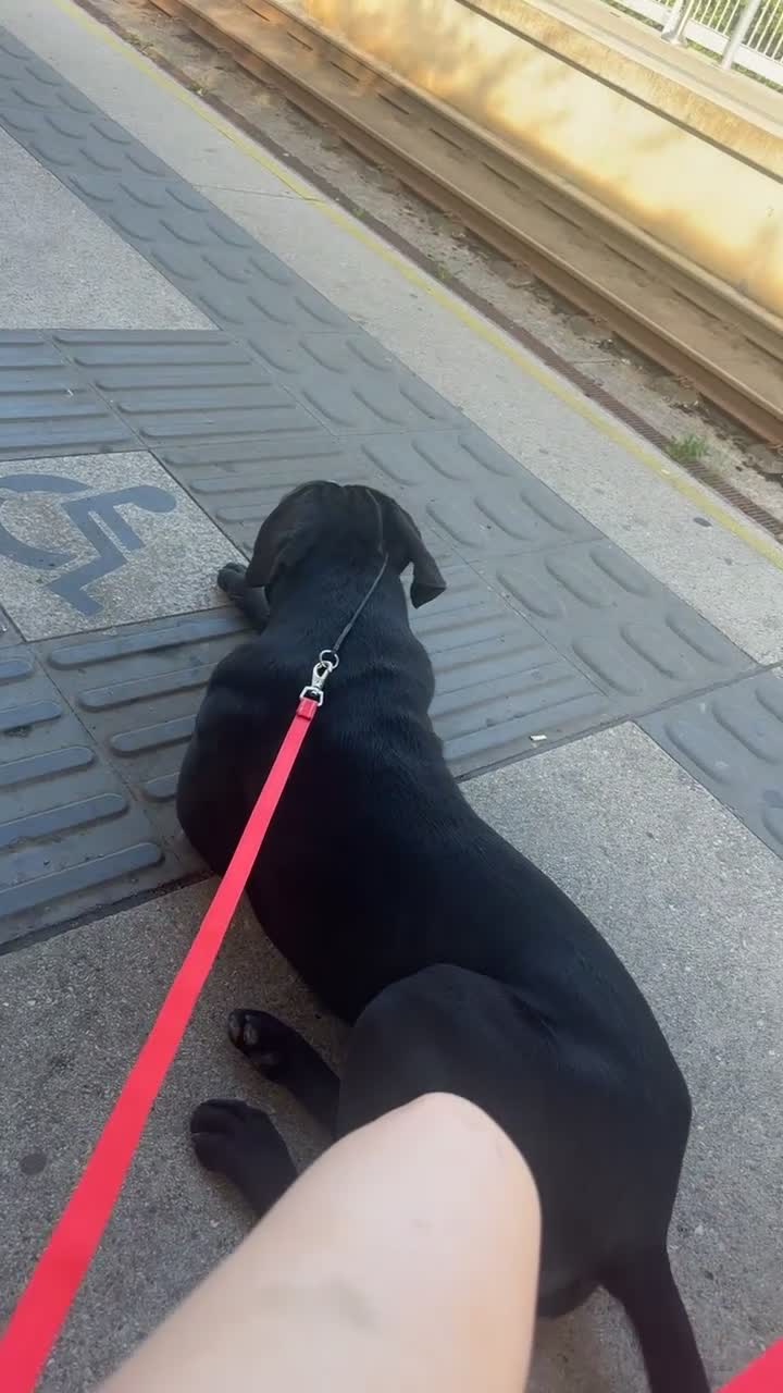 Cane Corso dogs for sale: Cane Corso  - Video 5