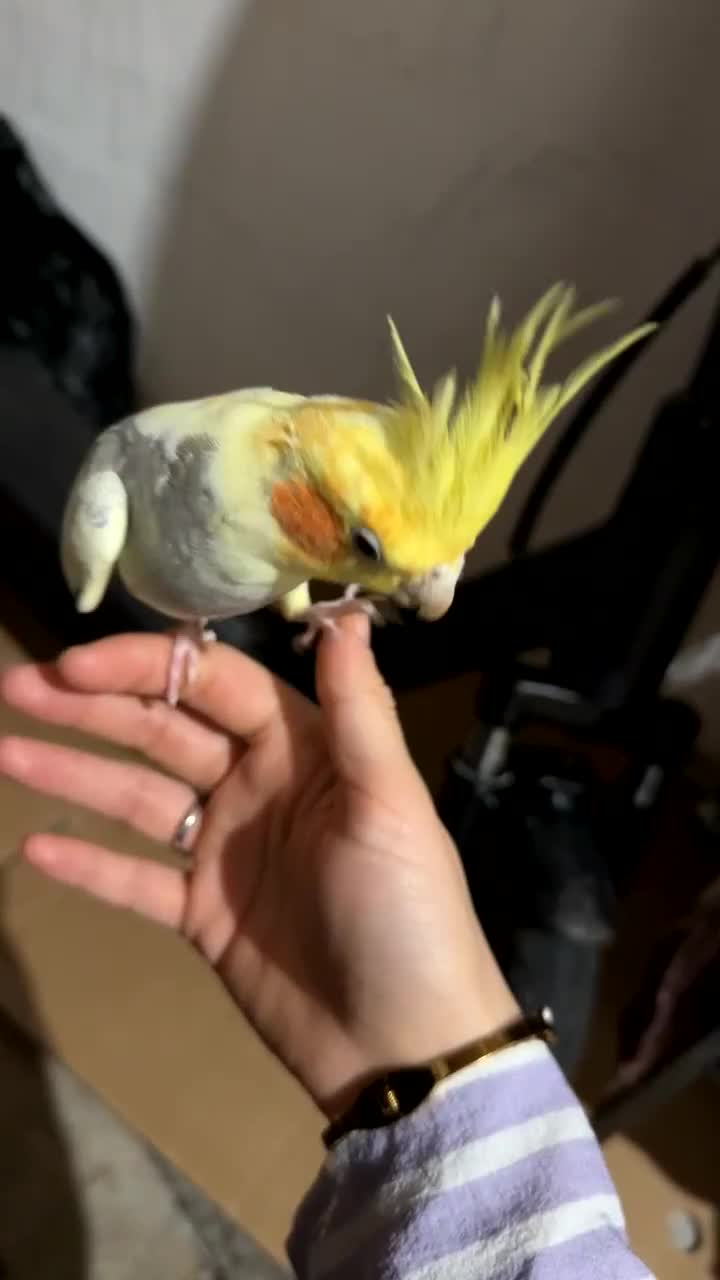 Cockatiels birds for sale: Cocktail  - Video 1