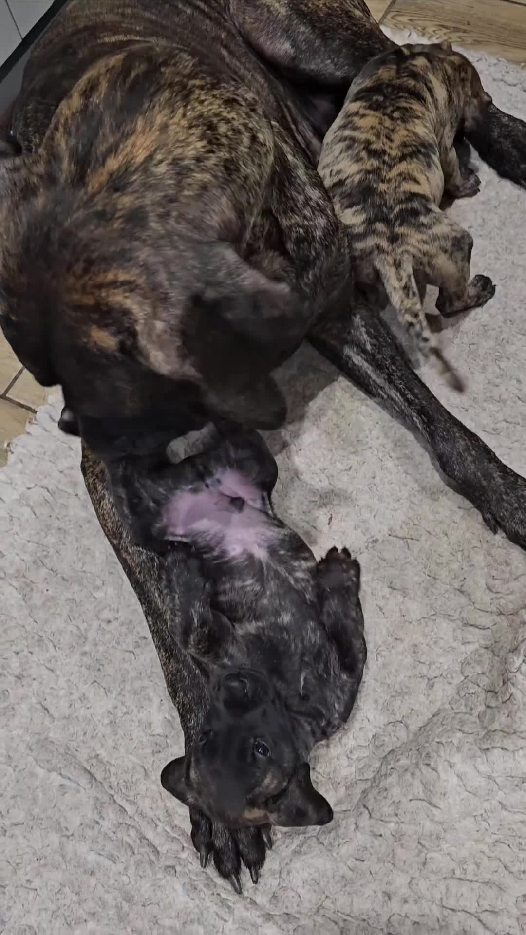 Great Dane dogs for sale: ONLY 1 LEFT Stunning Brindle Male Great Dane Pup - Video 2