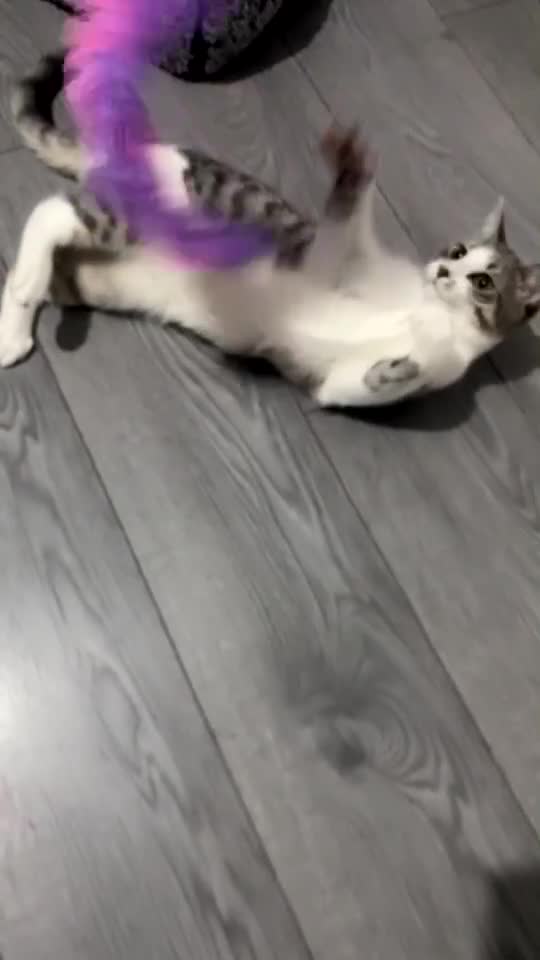 Domestic Shorthair cats for sale: Luna (Price can be adjusted) - Video 2