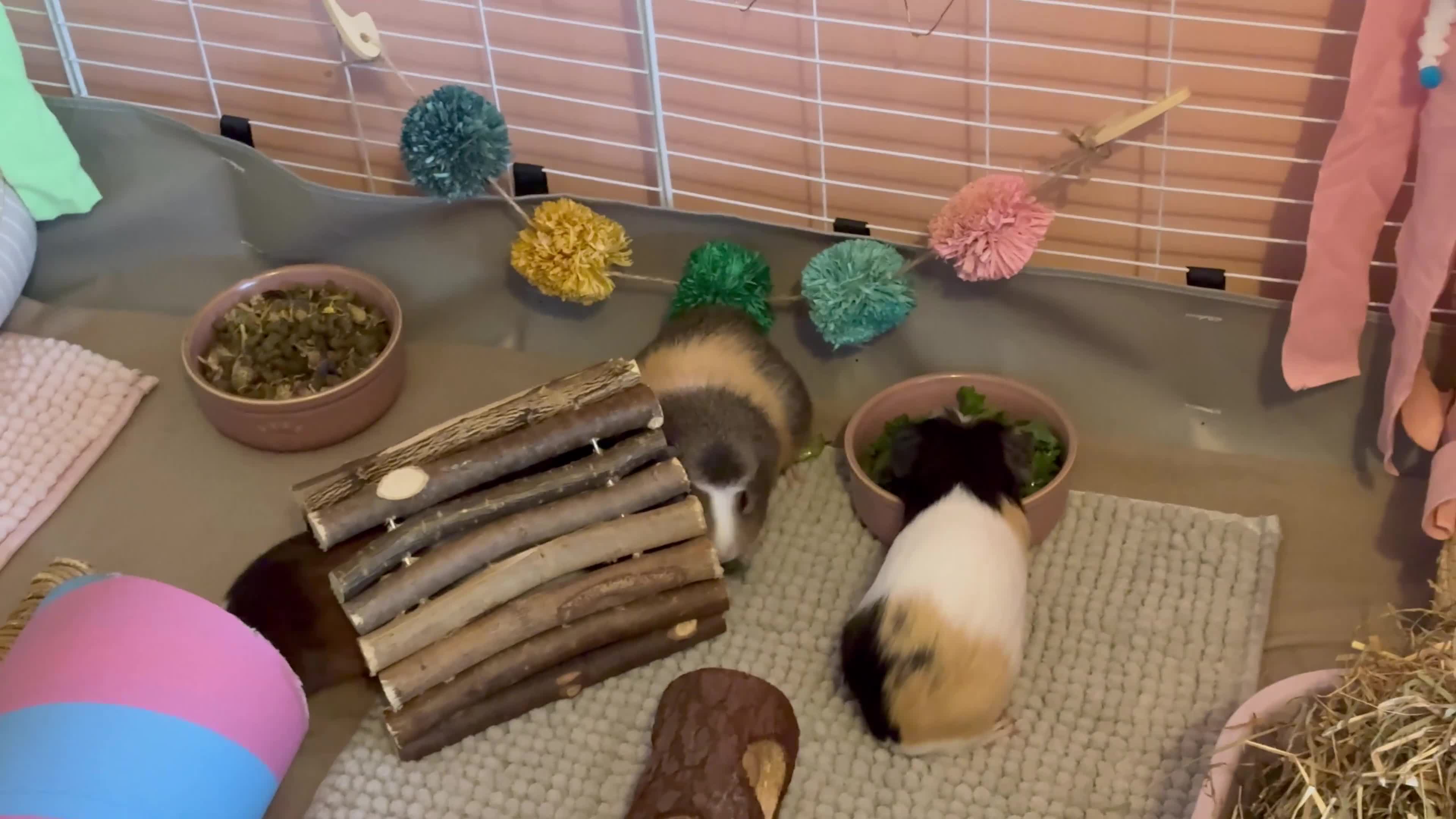 Guinea Pig rodents for sale: Male Guinea Pigs for free in Aylesbury - Video 1