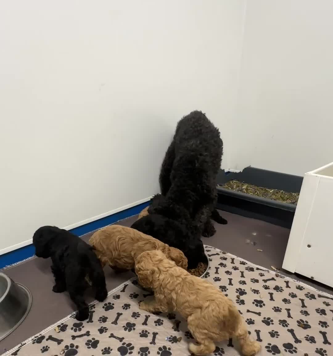 Cavapoo dogs for sale: Stunning Multigen Cavapoo Puppies, DNA Tested - Video 1