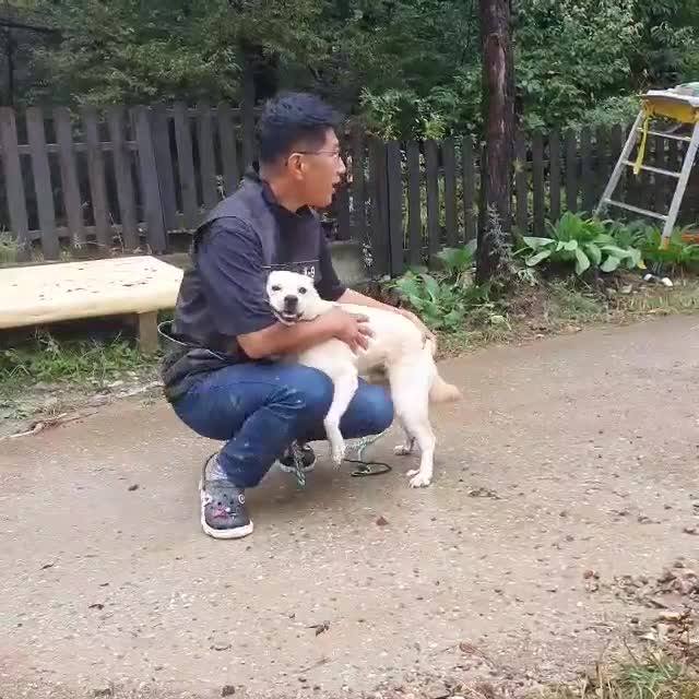 Japanese Shiba Inu dogs for adoption: jimmy 4 shiba mix meat trade survivor in Nottingham - Video 1