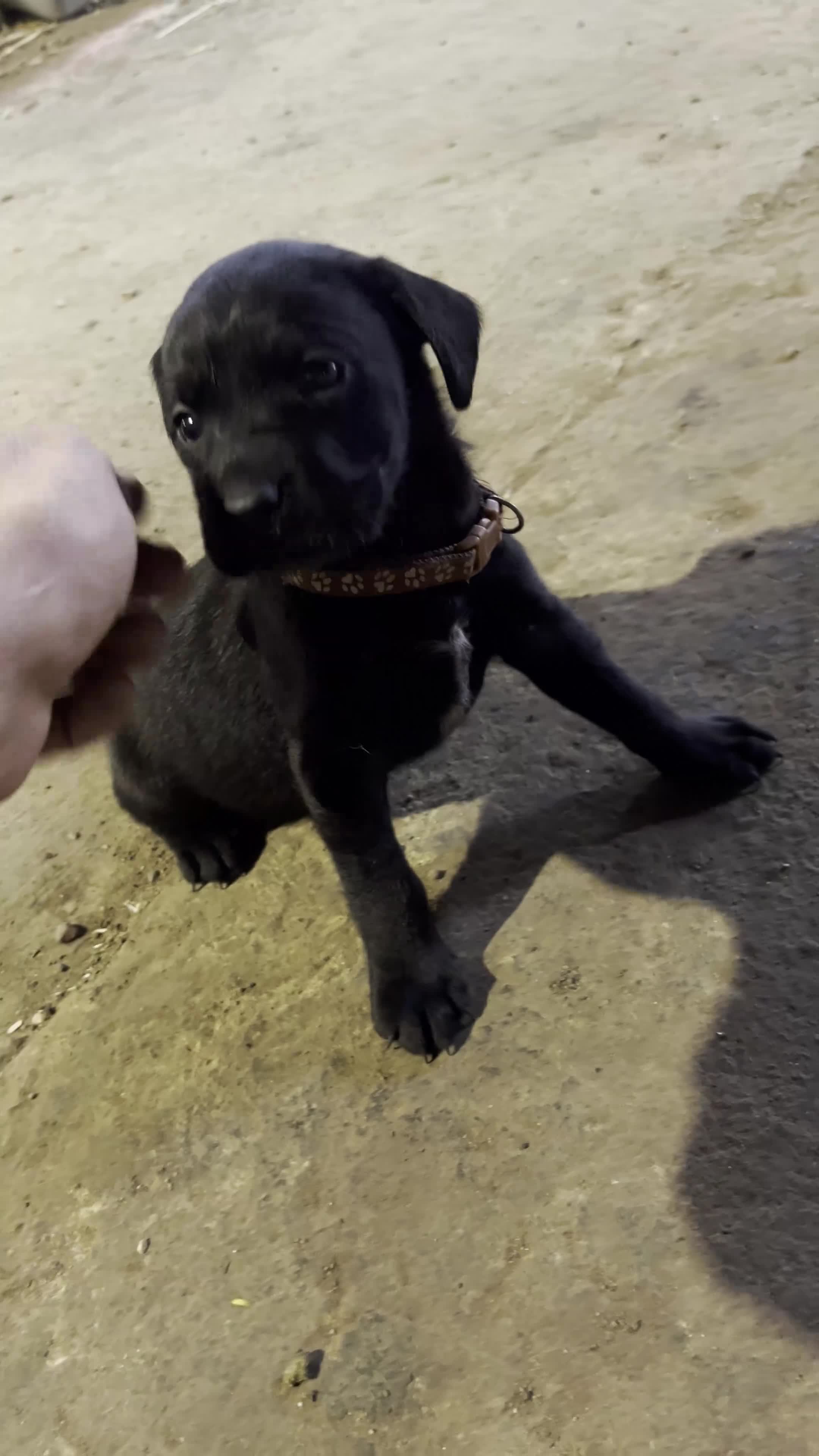 Labrador Retriever dogs for sale: Working Labrador Retriever Puppies - Video 3