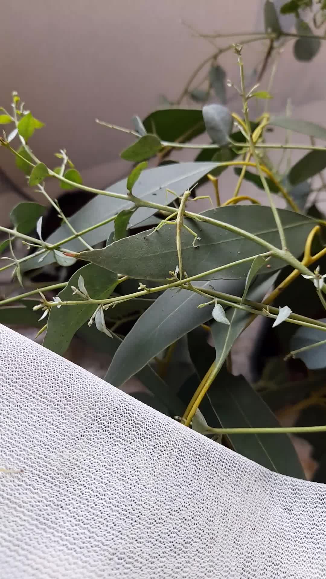 Stick Insects invertebrates for sale: Pink winged stick insect  - Video 1