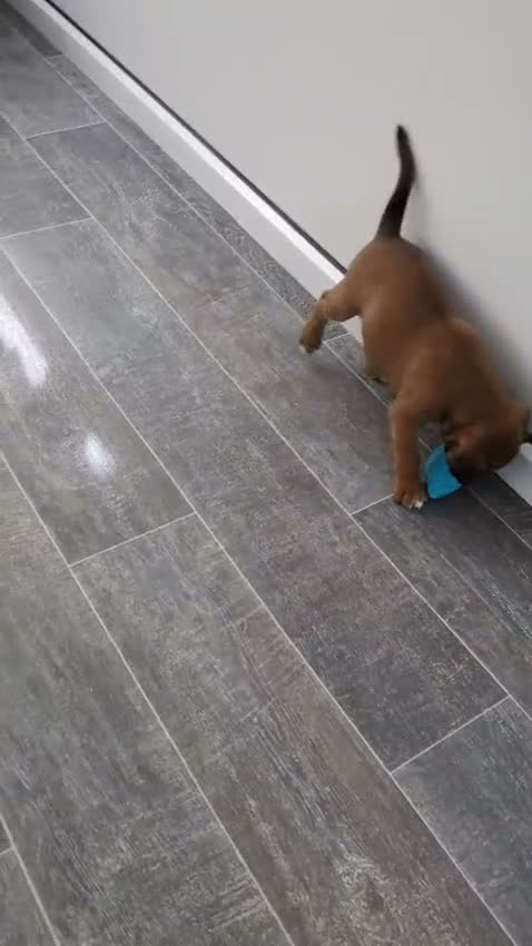 Boxer dogs for stud: Extensively Health Tested European Stud - Video 1