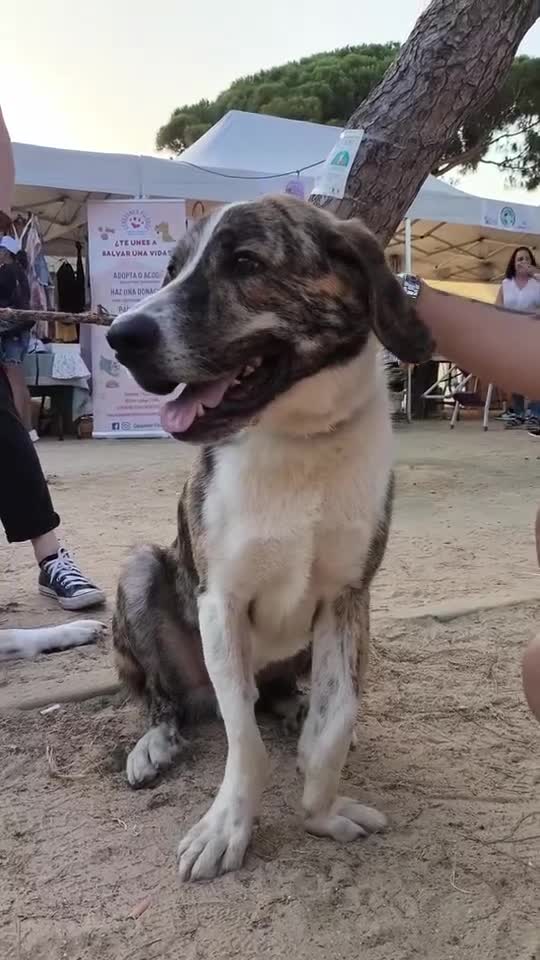 Mixed Breed dogs for adoption: 💔 OLIVER, RETURNED OUT OF SHAME 💔 - Video 1