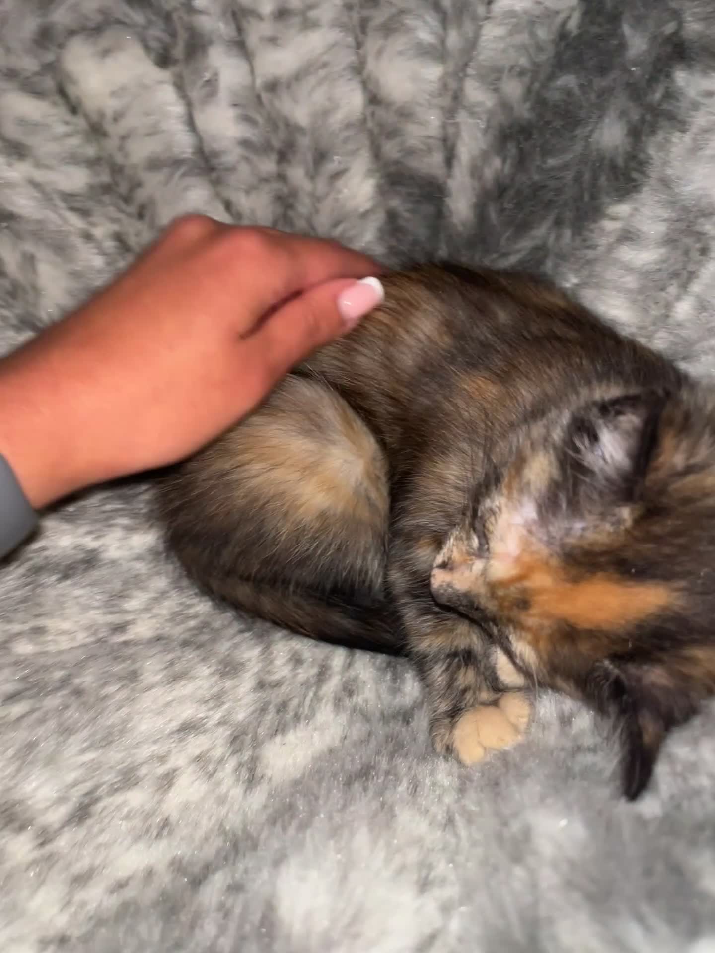 Mixed Breed cats for sale: 5 beautiful and friendly kittens! - Video 2