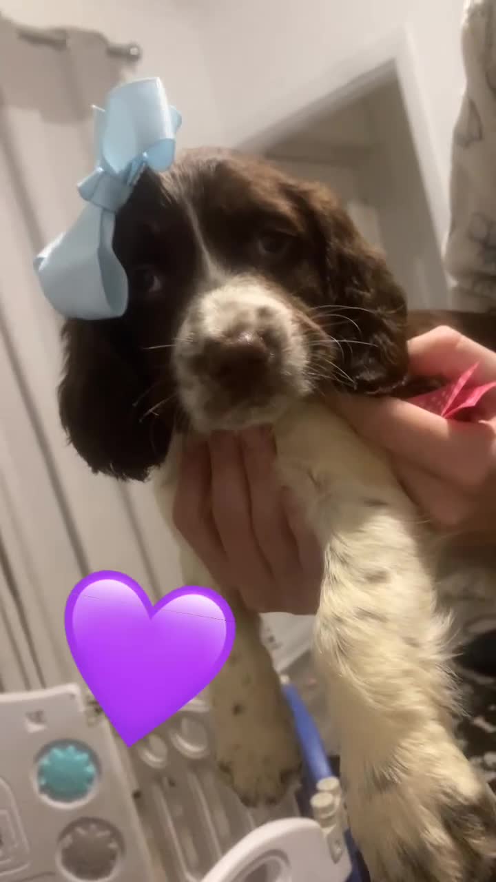 Sprocker dogs for sale: Sprocker spaniel puppy’s  - Video 1