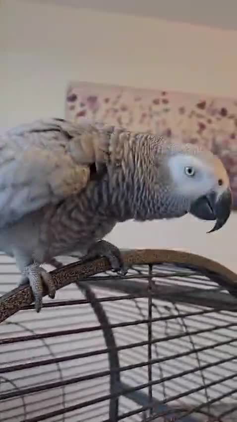Parrots birds for sale: Beautiful African Grey Parrot – Star - Video 1