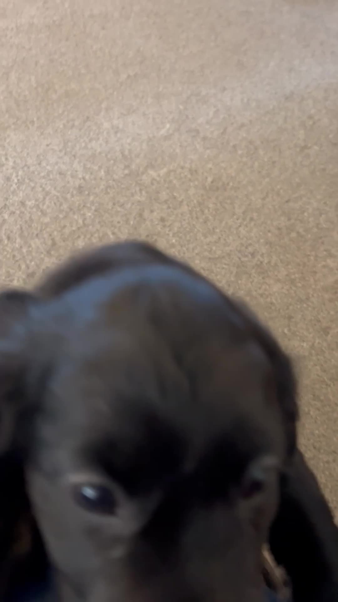 Mixed Breed dogs for sale: Beautiful puppy ready to go ! !Cocker Tzu Puppy - Video 1