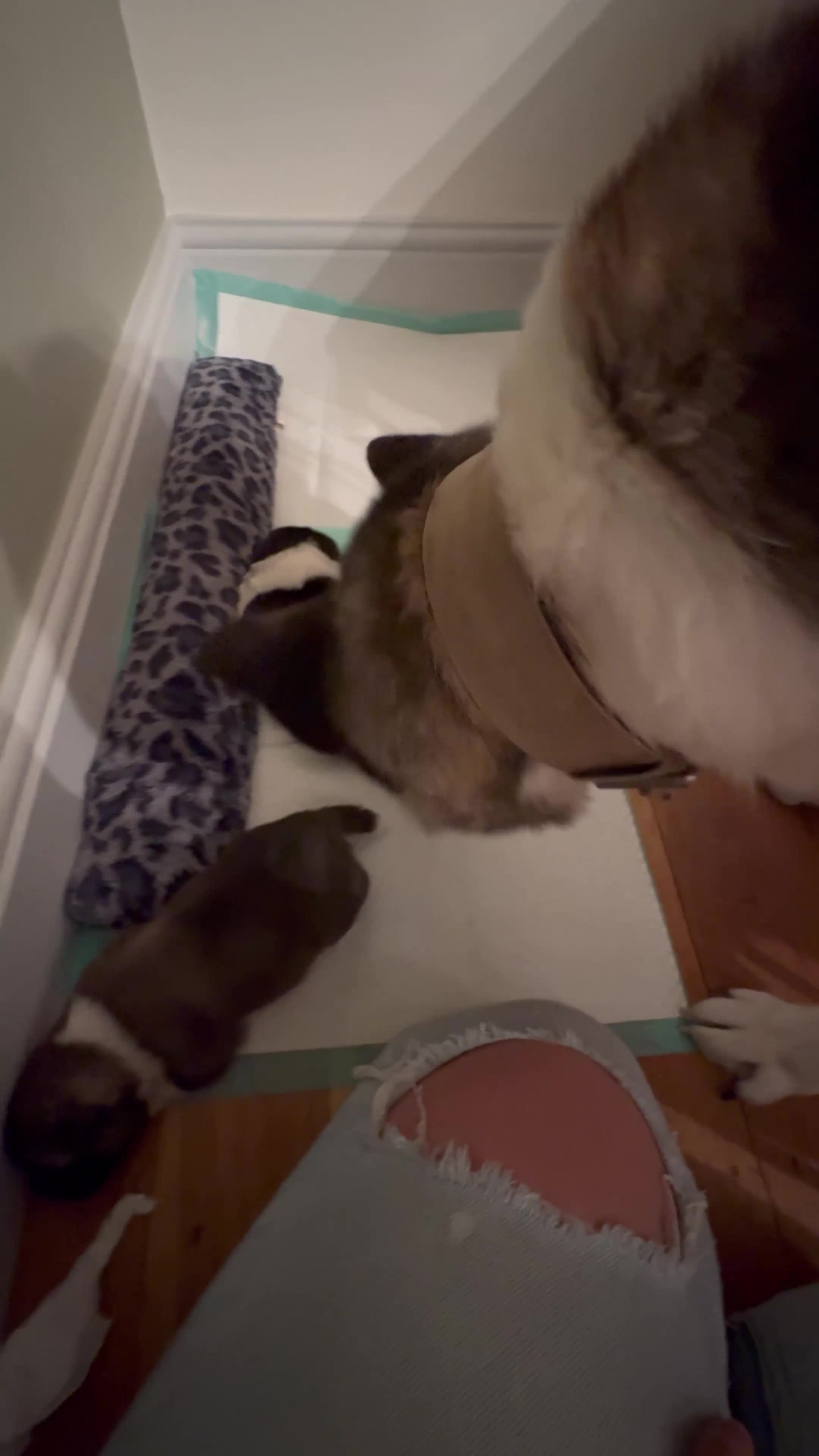 Akita dogs for sale: 2 Akita puppies 1 female 1 male  - Video 2