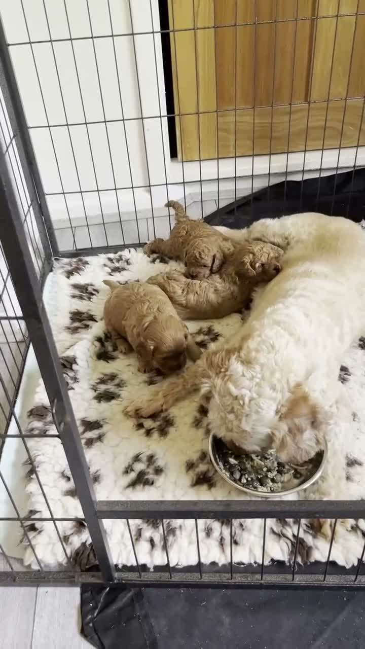 Cavapoo dogs for sale: Beautiful F1B Cavapoo Puppies DNA tested. - Video 2