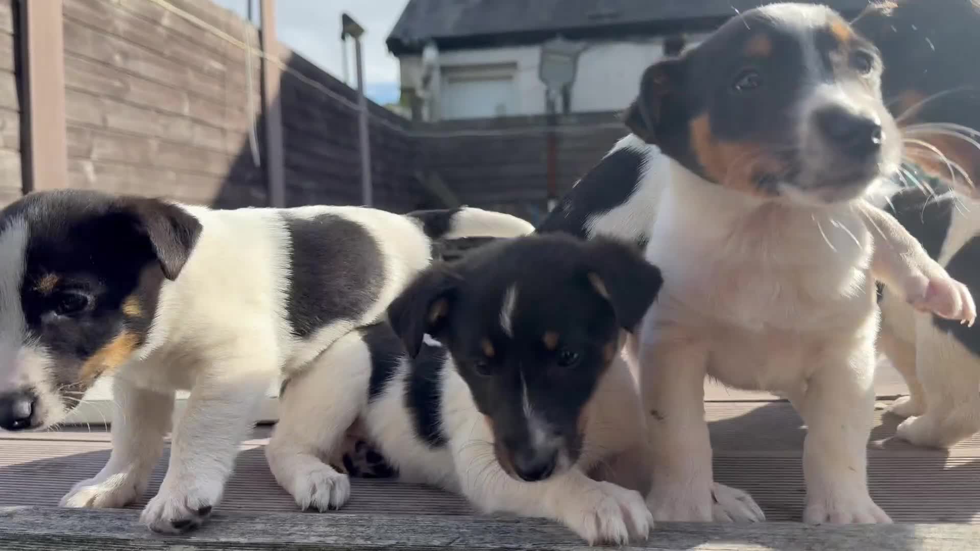 Mixed Breed dogs for sale: Jack Russell cross Shetland sheepdog.  - Video 2