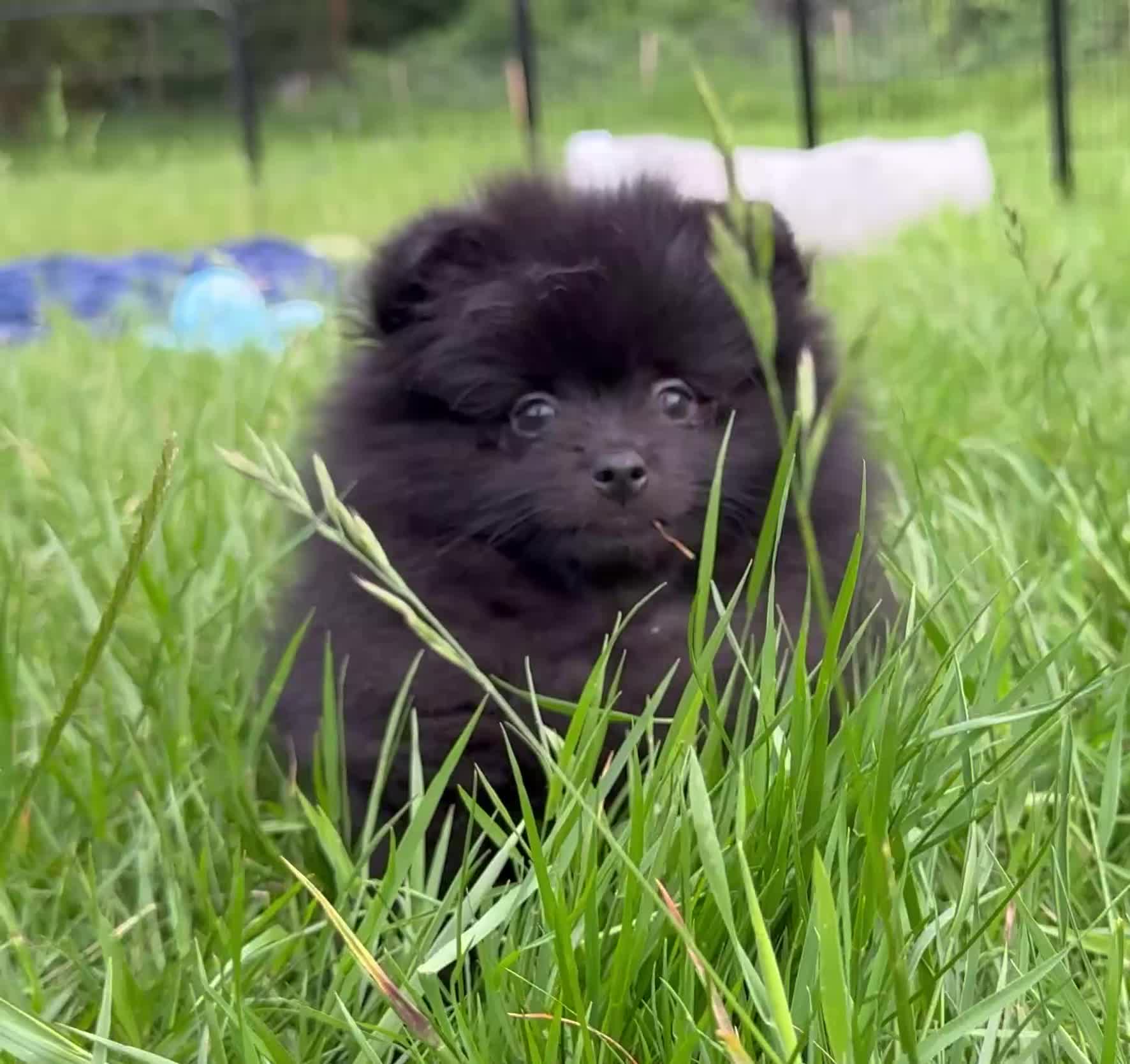 Pomeranian dogs for sale:  Rare colour Russian line Teddy Bear Pom Puppies ✨ - Video 1
