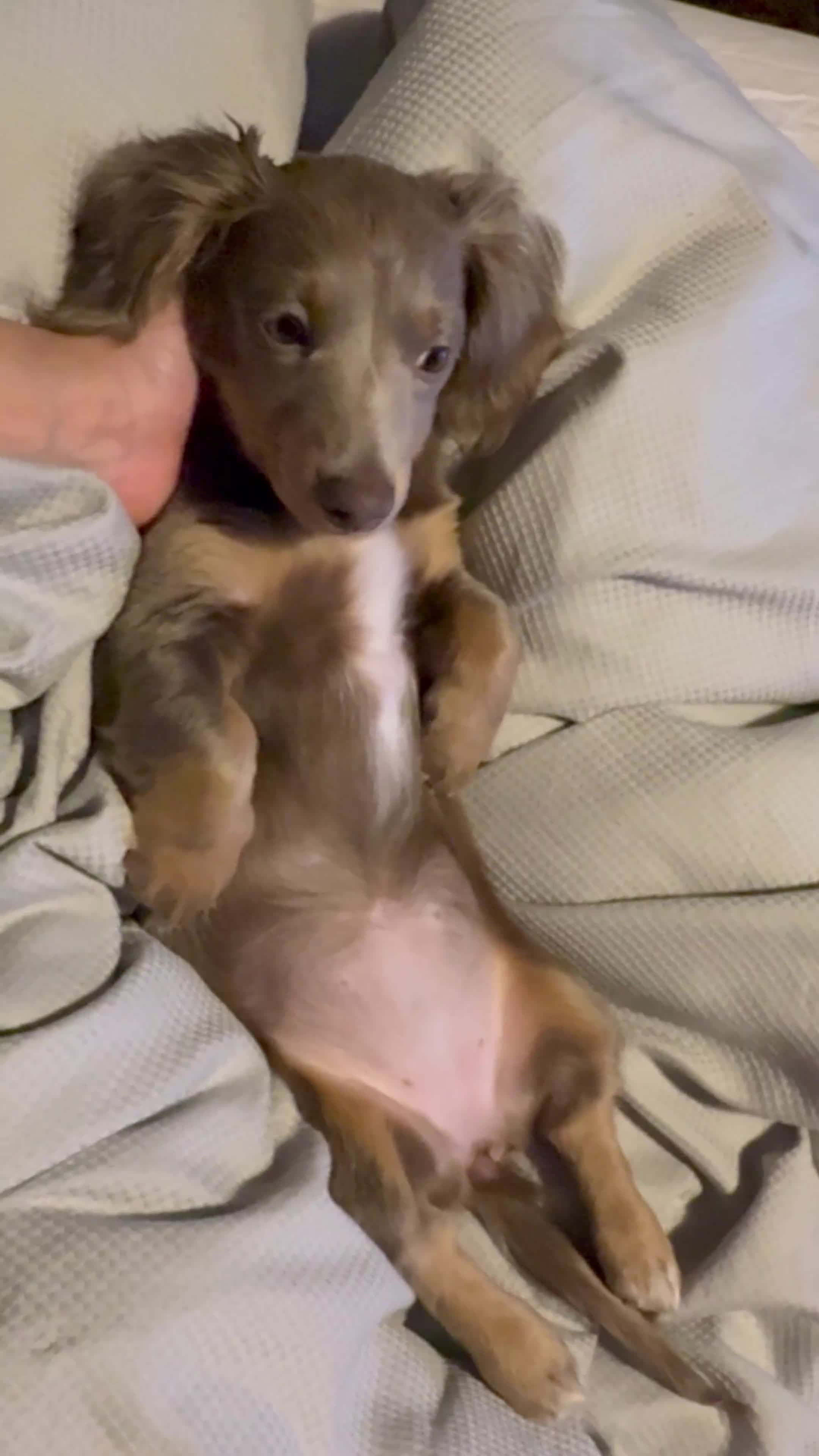 Miniature Dachshund dogs for sale: Miniature dachshund  - Video 2