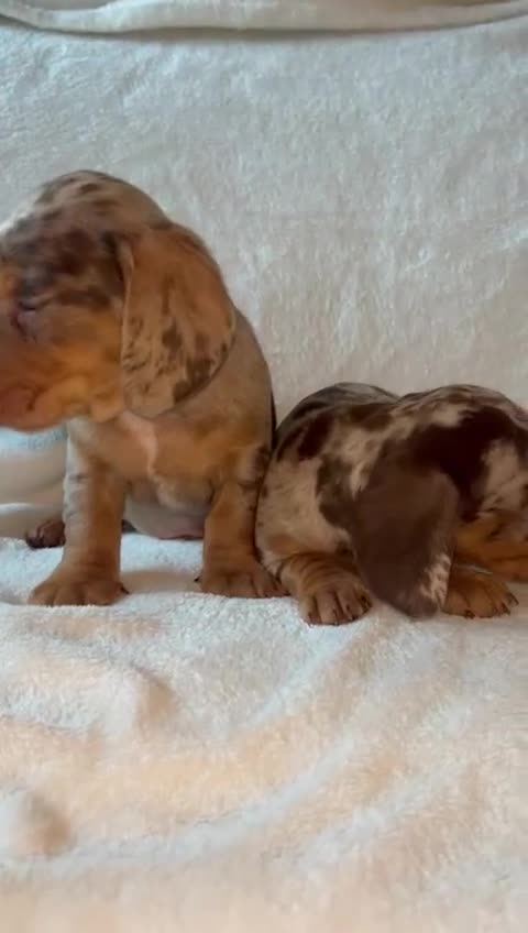 Dachshund dogs for sale: 😍🌈1 male left! 💙🇩🇪🤏🏻READY TO LEAVE🏠🐶 - Video 1