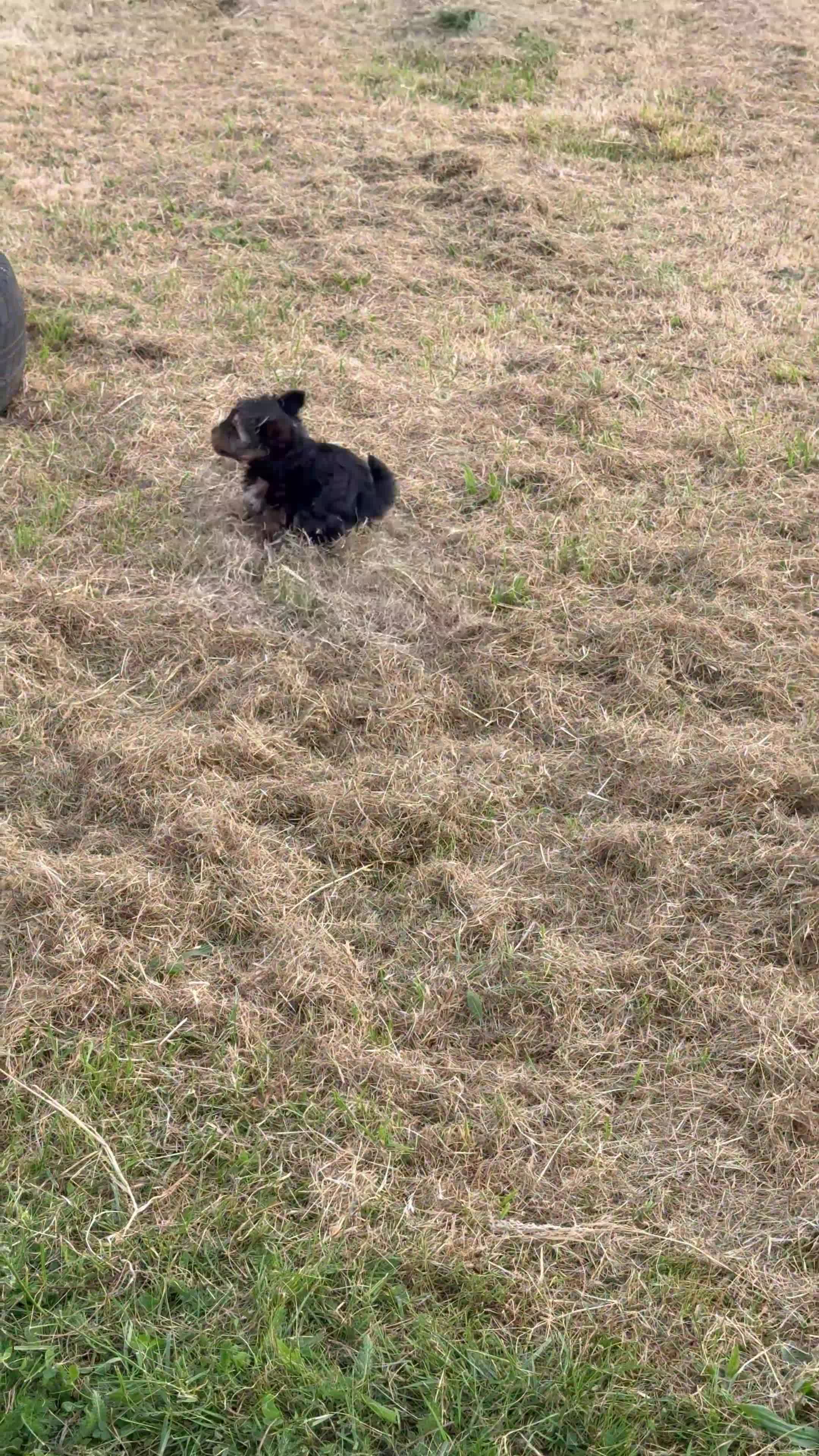 Yorkshire Terrier dogs for sale: Yorkshire terrier boy - Video 1