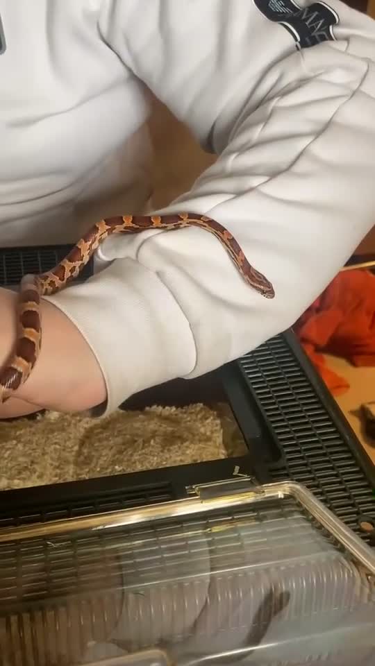 Corn Snake reptiles for sale: Corn snake.  - Video 1