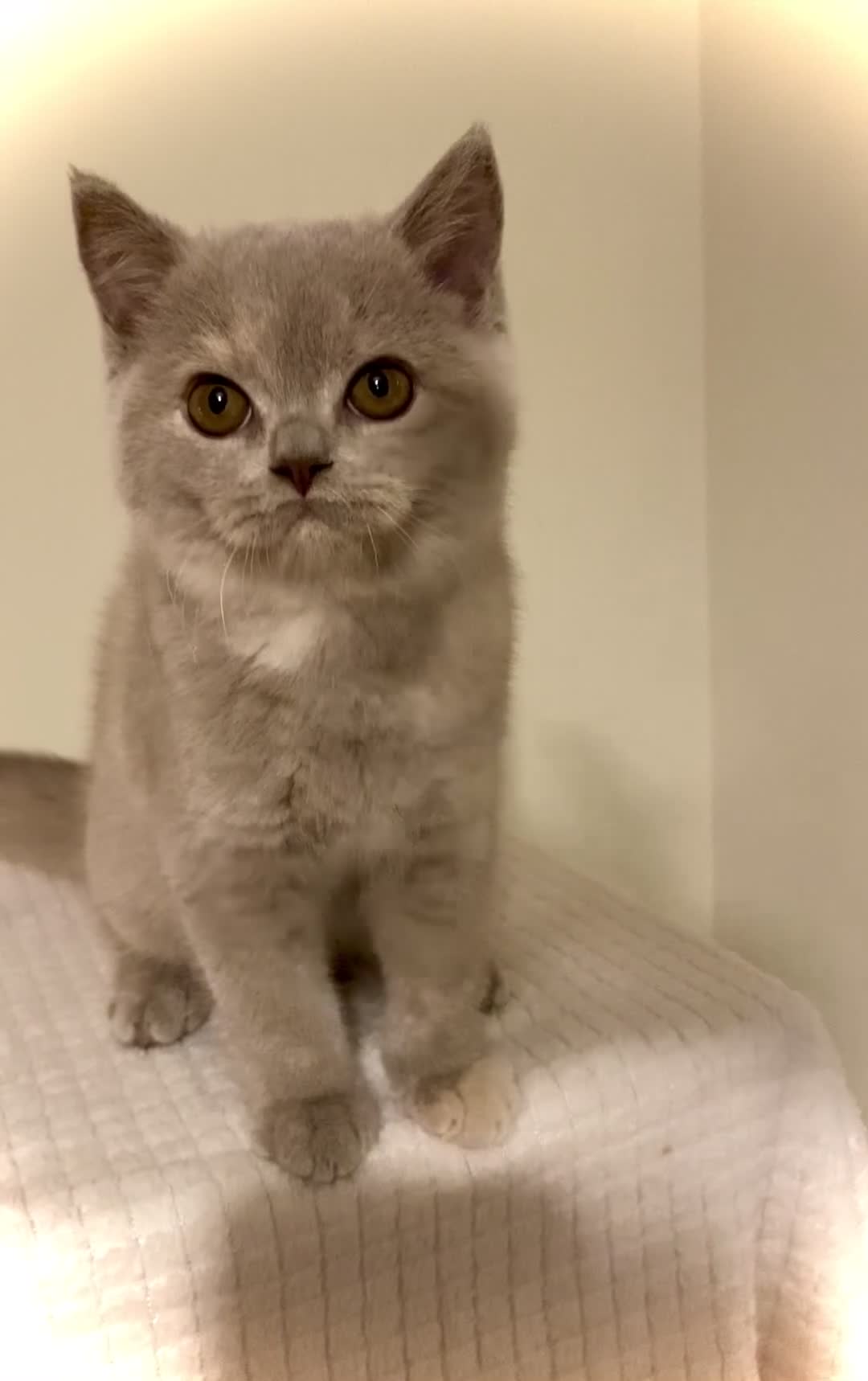 British Shorthair cats for sale: Champion line kittens  - Video 1