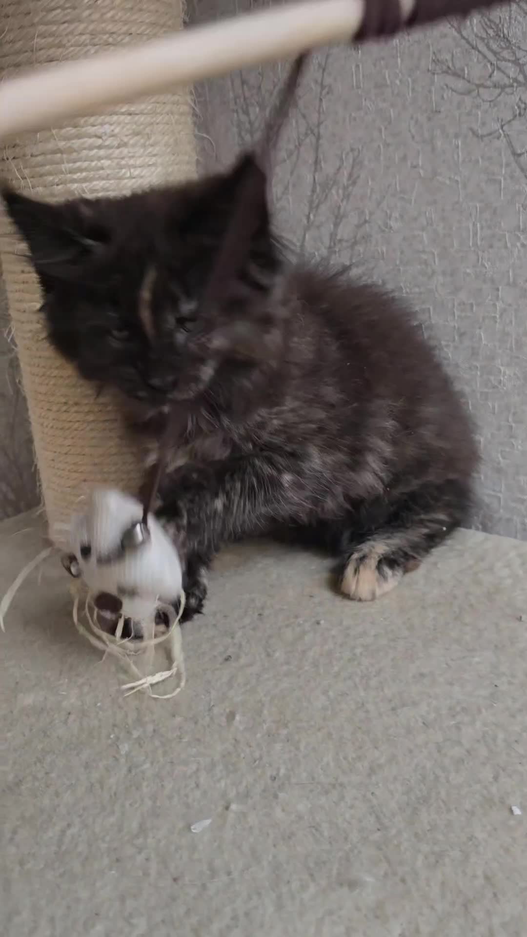 Maine Coon cats for sale: Maine Coon Kittens Tortie/Torbie Russian lines - Video 3