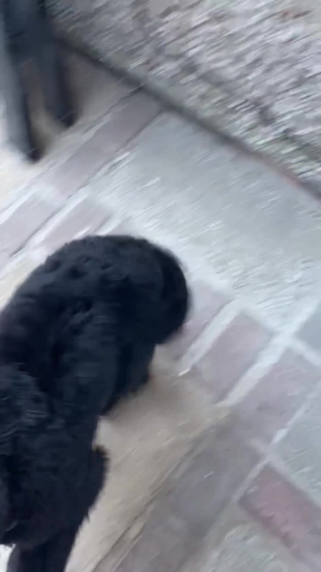 Cockapoo dogs for sale: Female cockapoo for re-home  - Video 2