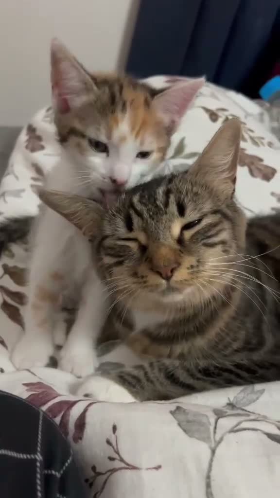 Mixed Breed cats for sale: 2 beautiful mixed breed kittens. - Video 3