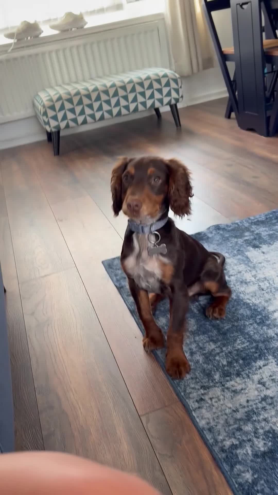 English Springer Spaniel dogs for sale: 5 month old male  - Video 1