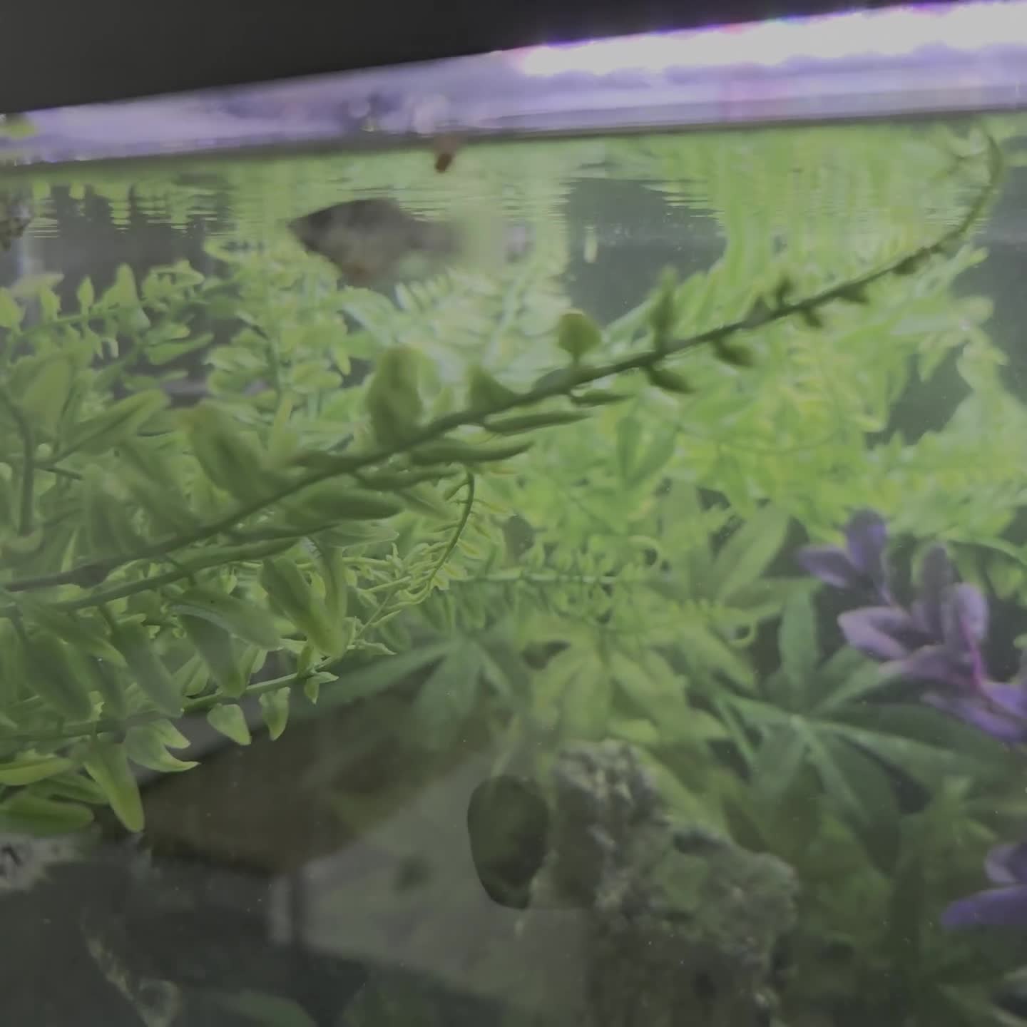 Mollies fish for sale: Hybrid Dalmatian Mollies £2 each/£10 for 6 - Video 3