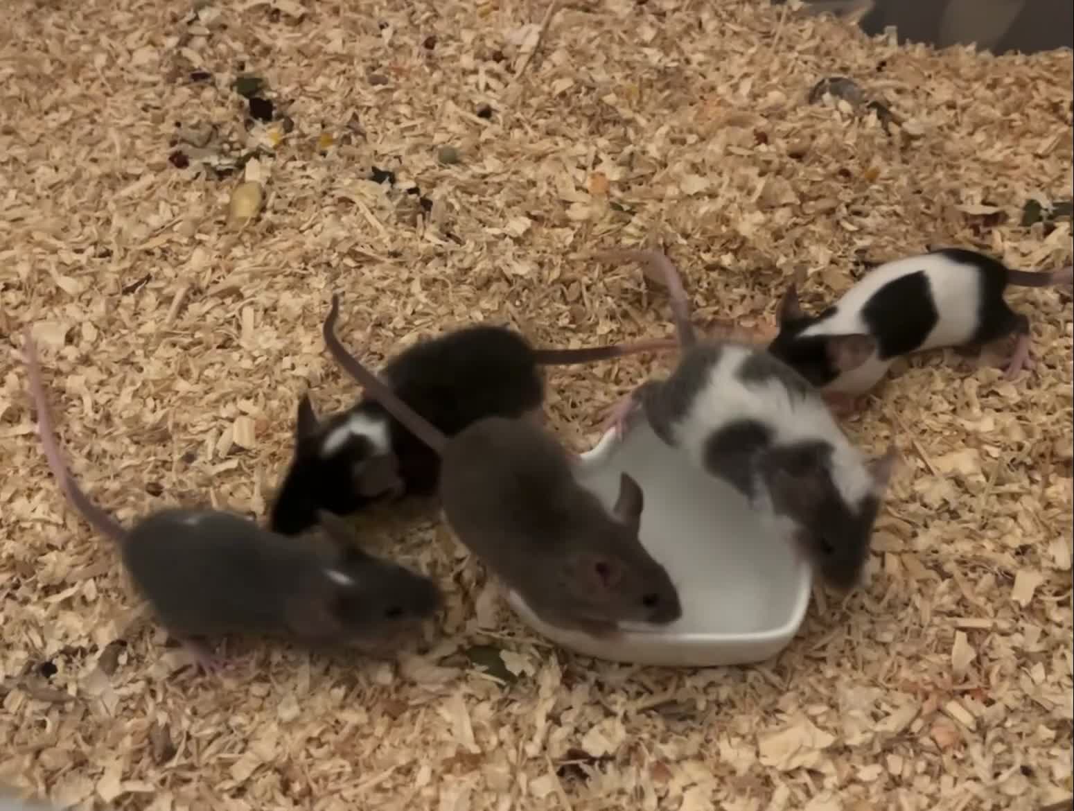 Mouse rodents for sale: 5 young mice and enclosure for sale - Video 2