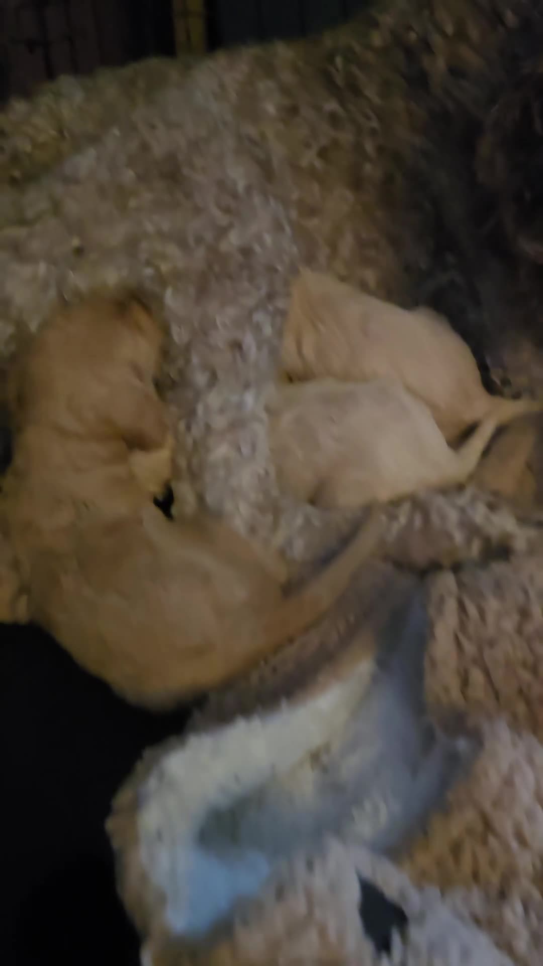 Labradoodle dogs for sale: Ready to go! gorgeous Teddy-Labradoodles - Video 1