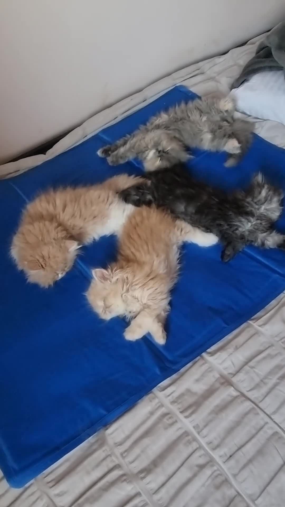 Persian cats for sale: Persian  - Video 3