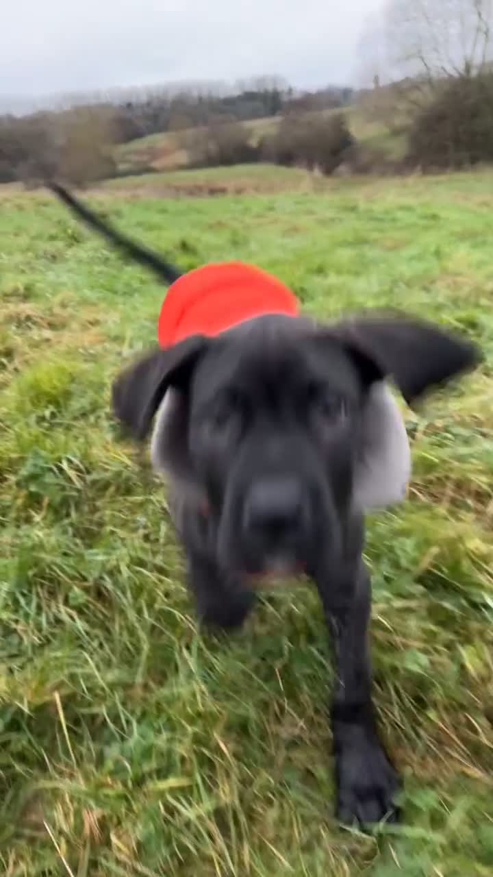 Cane Corso dogs for stud: Stud looking for female  - Video 2