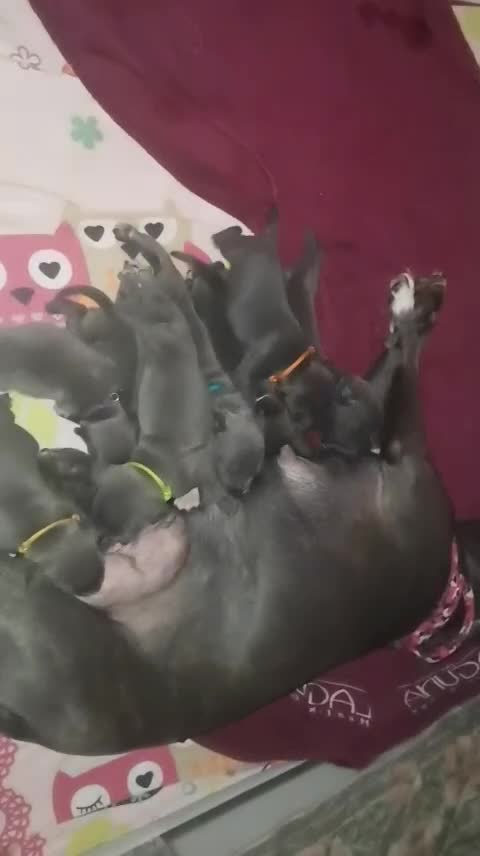 Staffordshire Bull Terrier dogs for sale: ForSale blue Staffordshire staffy pups 1 GIRL LEFT - Video 2