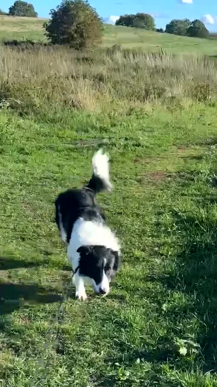Border Collie dogs for sale: I’m bob  - Video 1