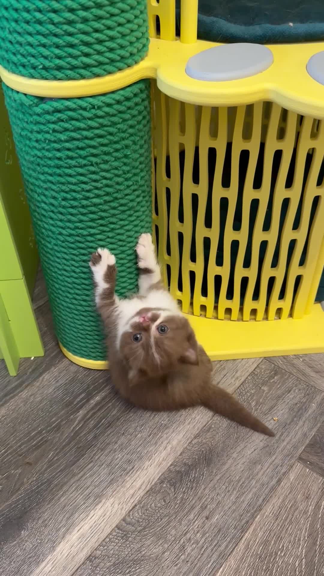 British Shorthair cats for sale: BSH kittens TICA registered 💙🩷 - Video 1
