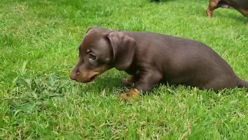 Miniature Dachshund dogs for sale: Miniature dachshund  in Swansea - Video 2