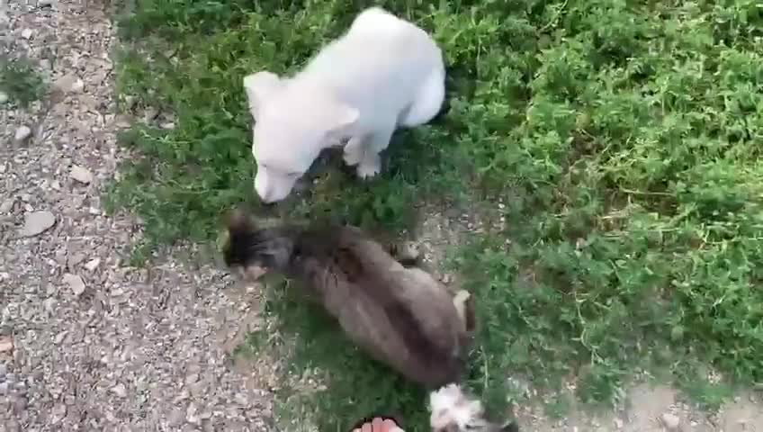 Mixed Breed dogs for adoption: Adorable Abbie is still Looking for Love 🐾 - Video 5