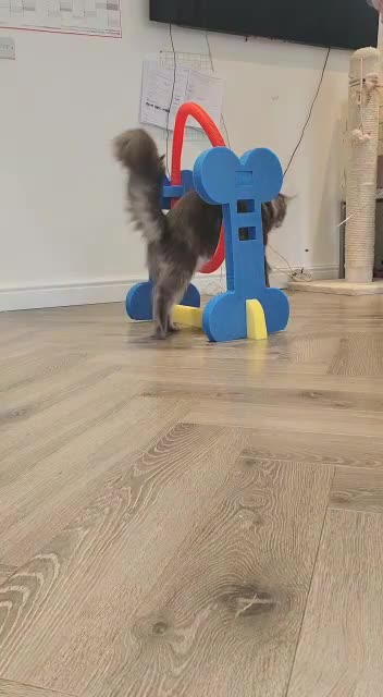Maine Coon cats for sale: Stunning Dolly tica registered blue ticked tabby - Video 1