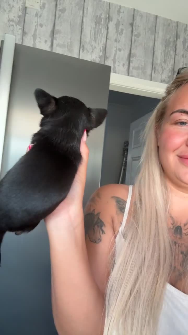 Chihuahua dogs for sale: Chihuahua Puppies For Sale! - Video 3