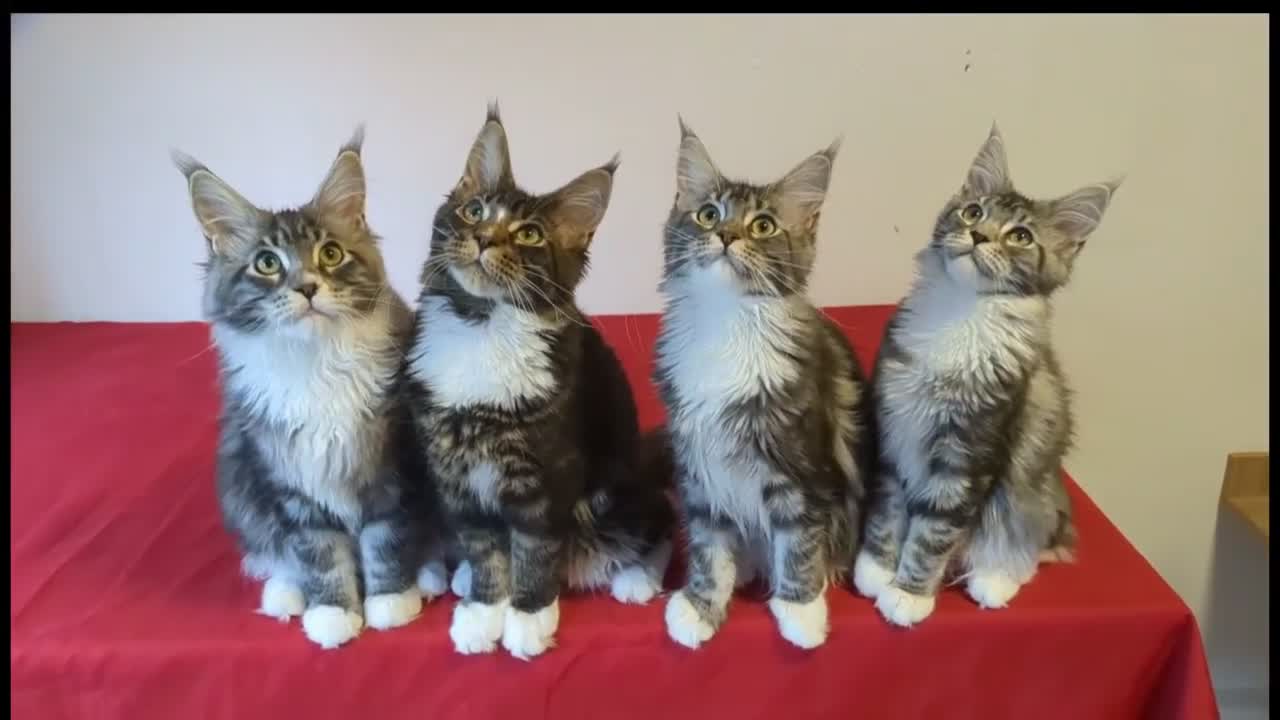 Maine Coon cats for sale: 👑 MajestiPaws: The Heritage Litter 🐾 - Video 1
