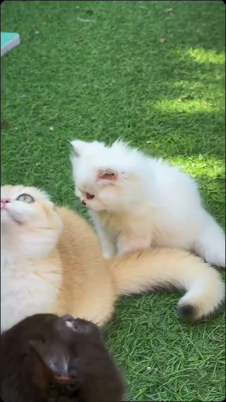 British Longhair cats for sale: Beautiful British Longhair Kittens – Boy & Girl - Video 1