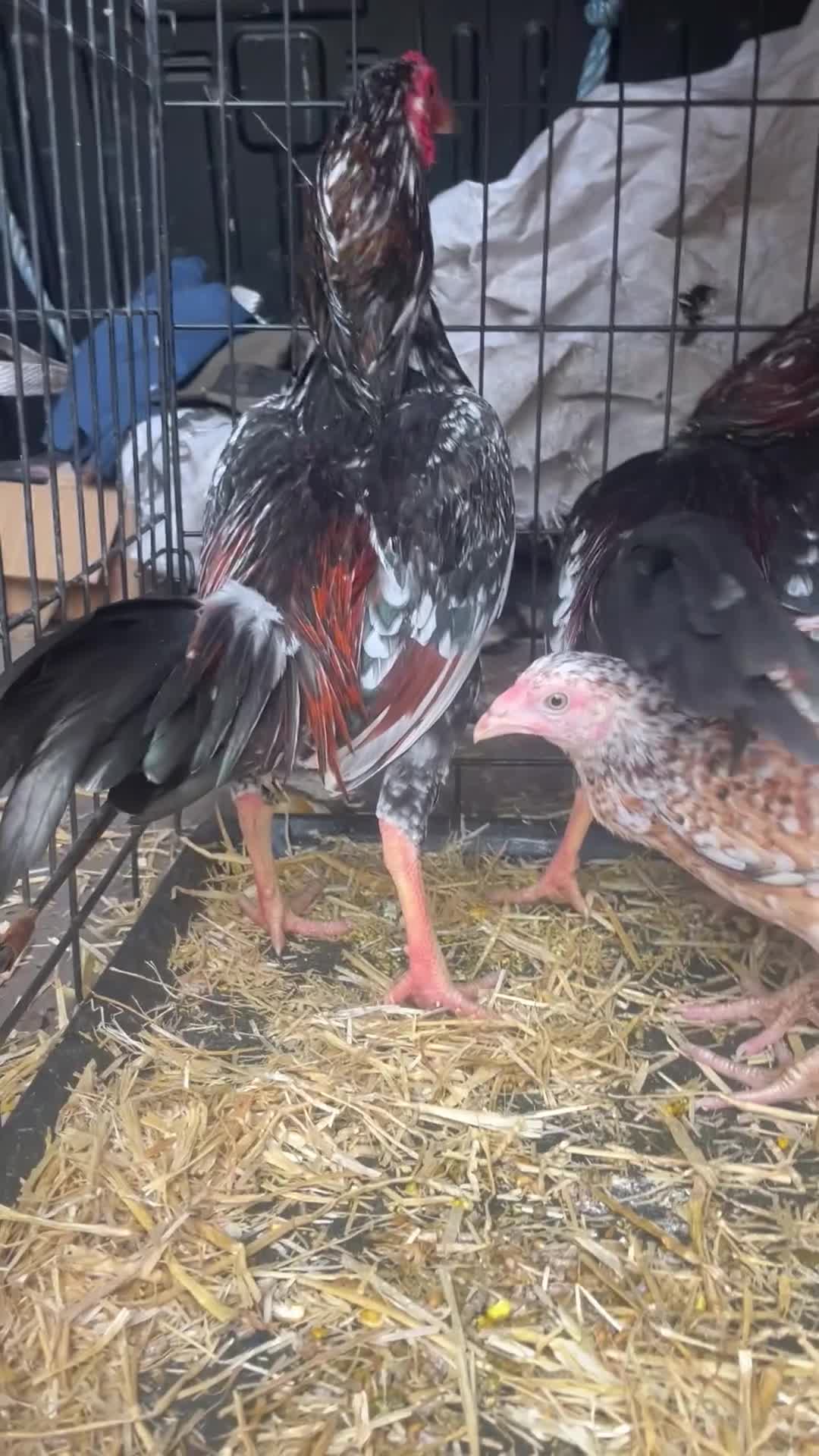 Mixed Breed livestock for sale: Bantam aseels  - Video 1