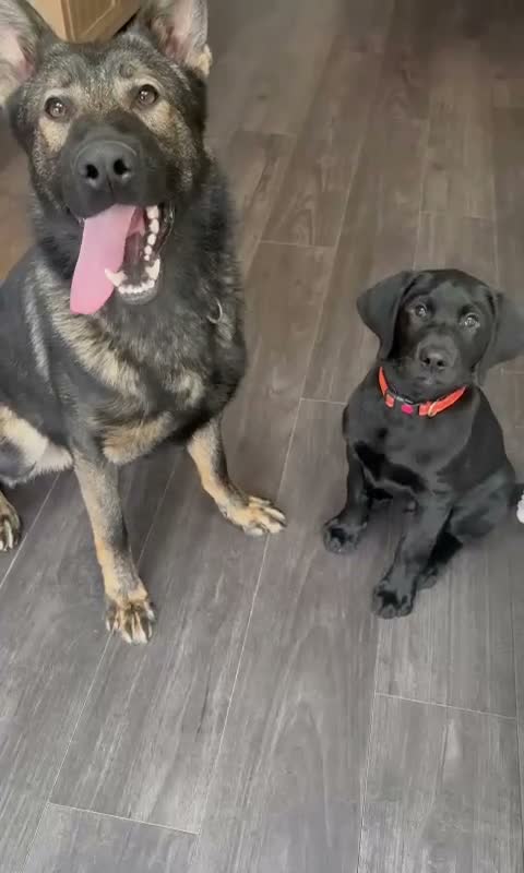 German Shepherd dogs for sale: Czech import German shephard in Salisbury - Video 1