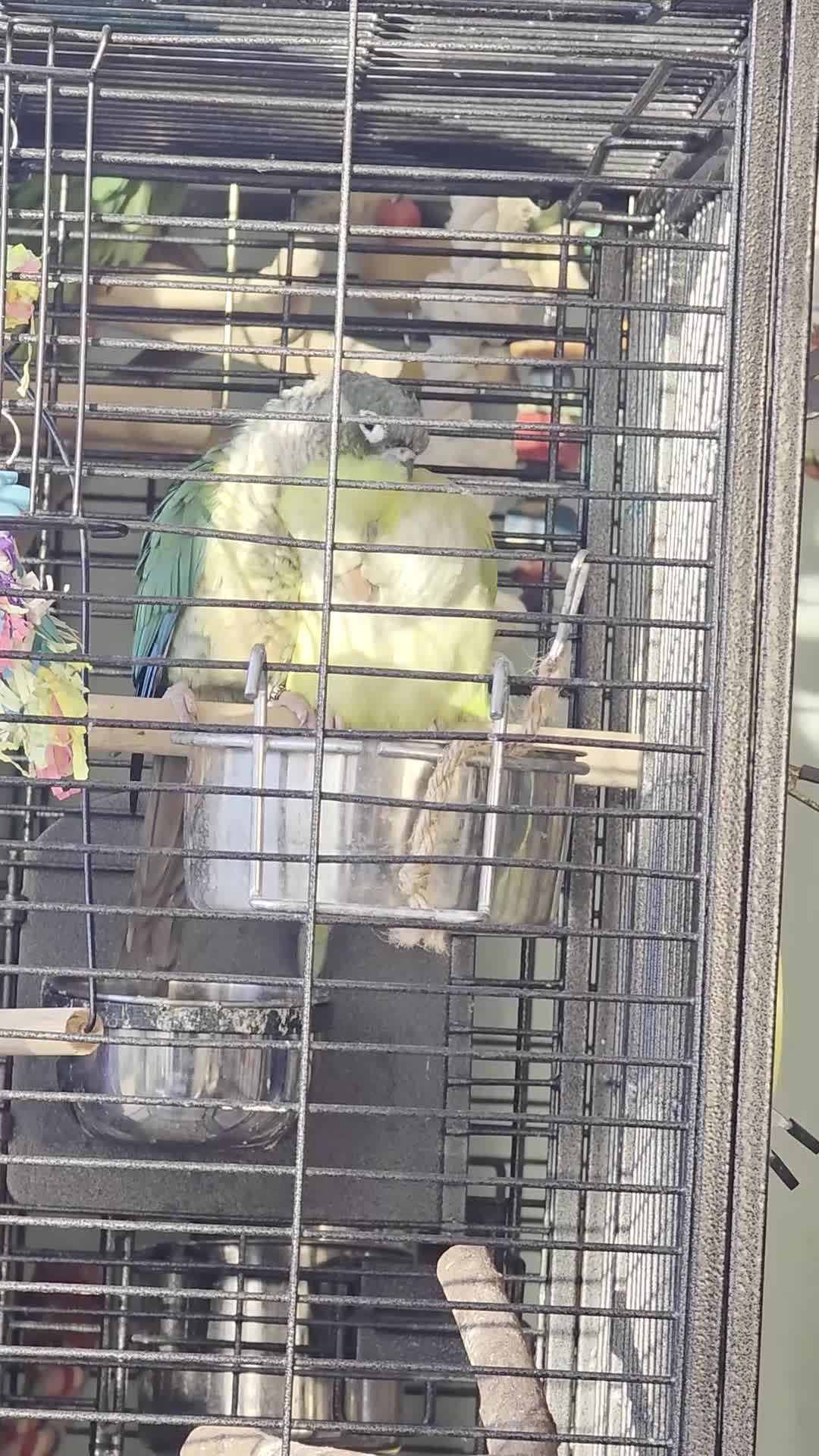 Conures birds for sale: One male Conure and one female Quaker - Video 1