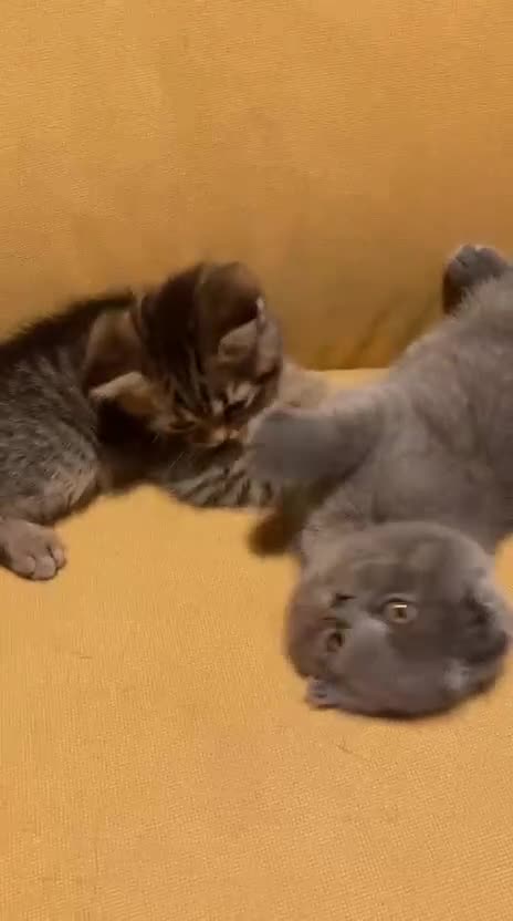 Scottish Fold cats for sale: Amazing scottisch for sale  - Video 1